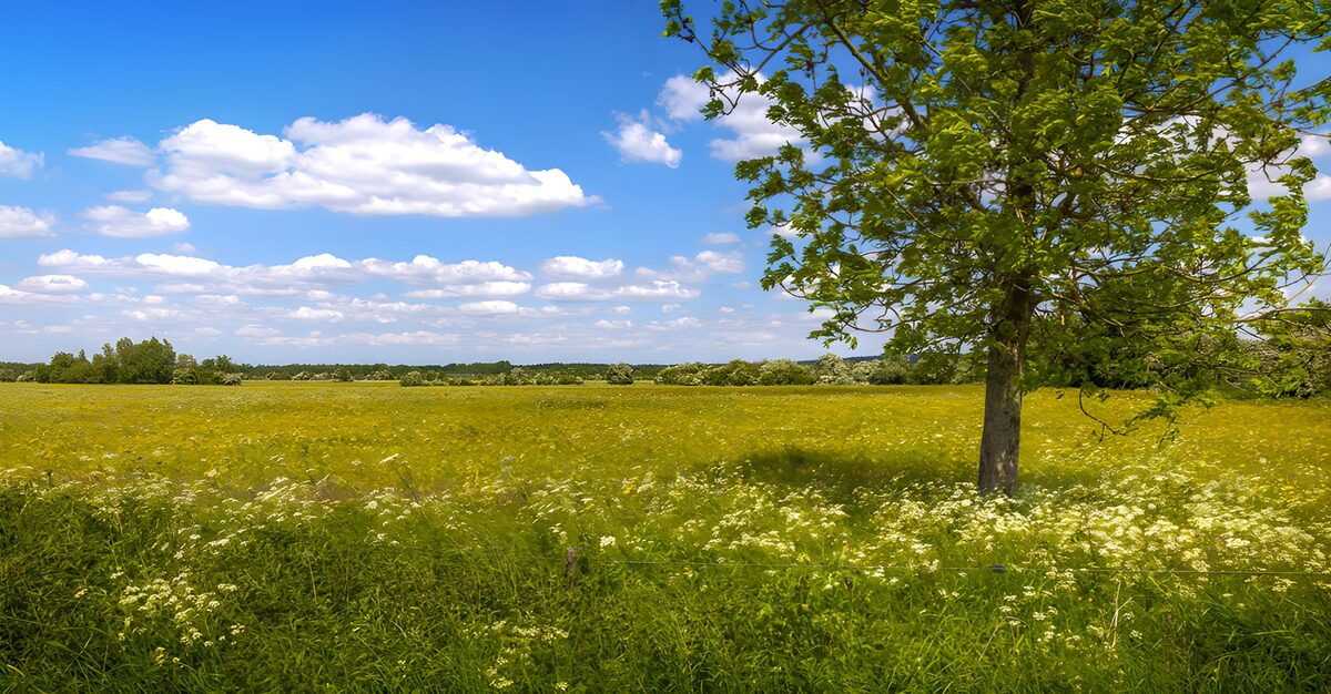 OCCOM9701920: Serenity in a Flowering Meadow