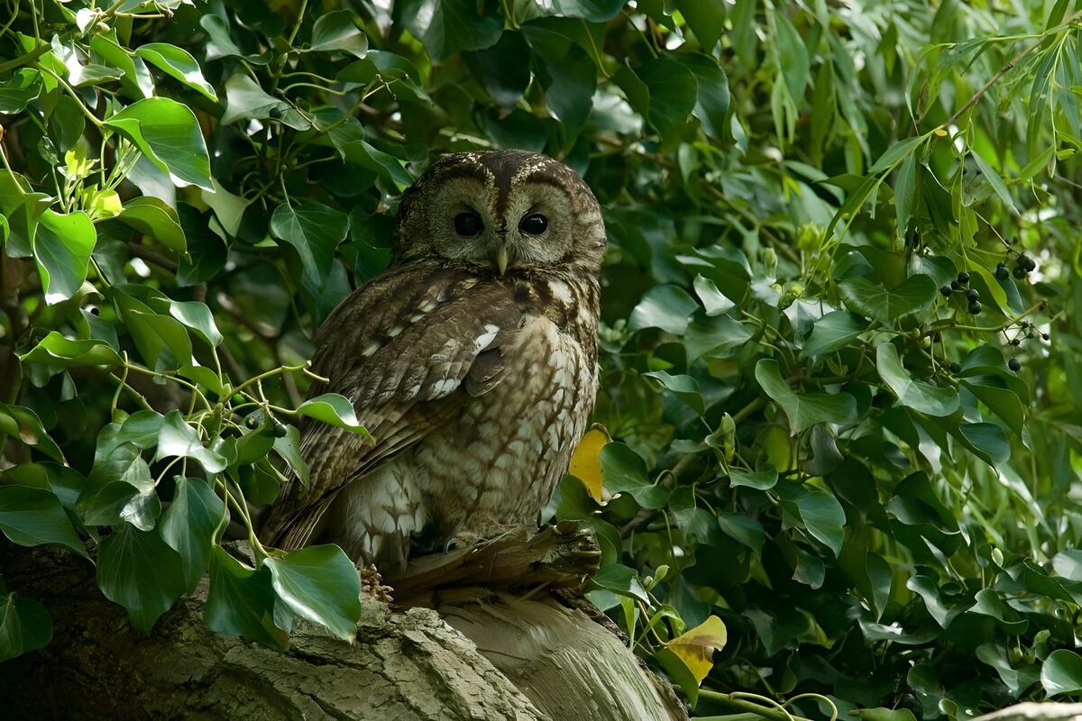 OCCOM7751689: Wise Guardian of the Forest