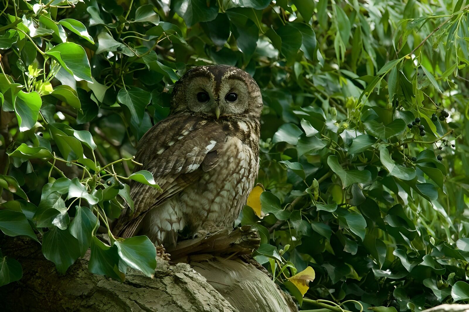 OCCOM7751689: Wise Guardian of the Forest