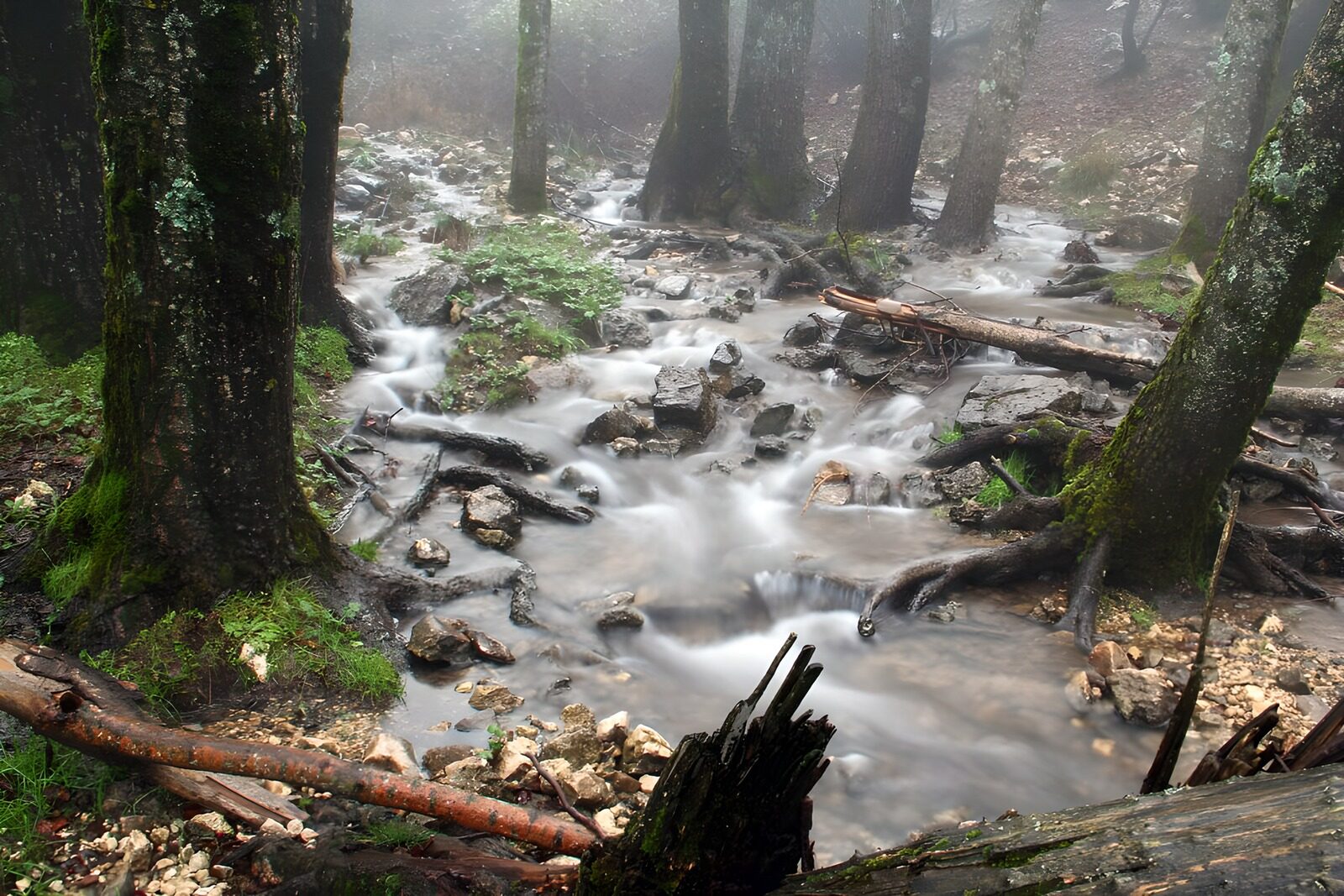 OCCOM8099173: Serene Forest Stream in Fog