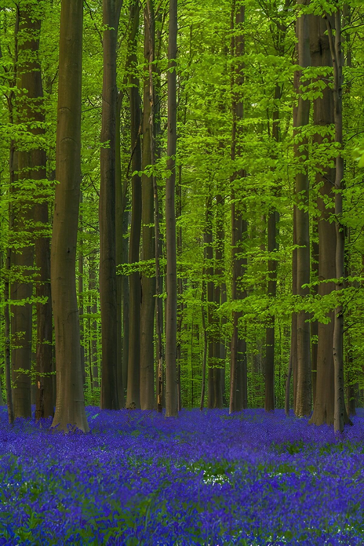 OCCOM5892902: Enchanted Woodland of Bluebells