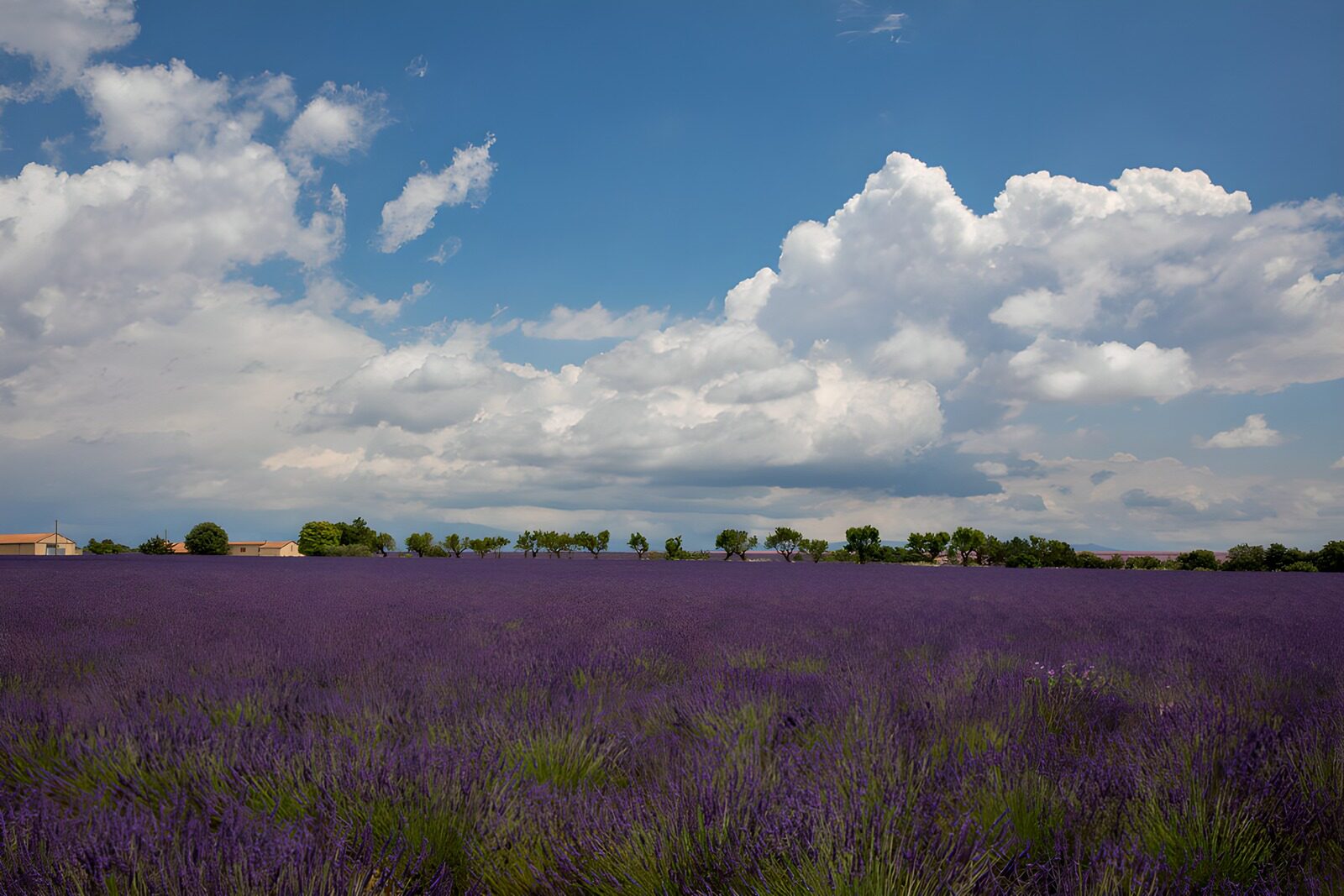 OCCOM9056765: Lavender Fields Under a Blue Sky