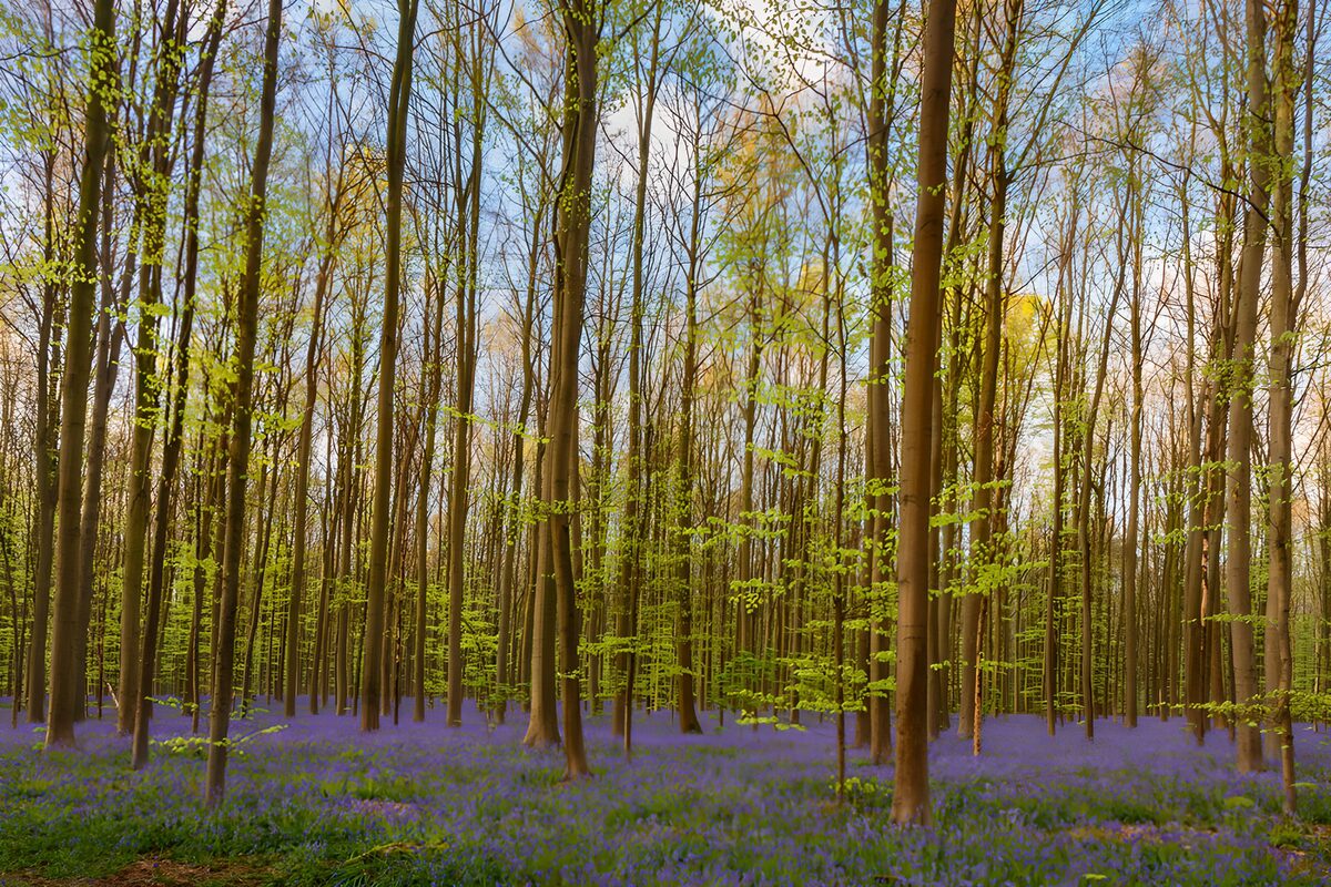 OCCOM1745736: Enchanted Woodland Blooms