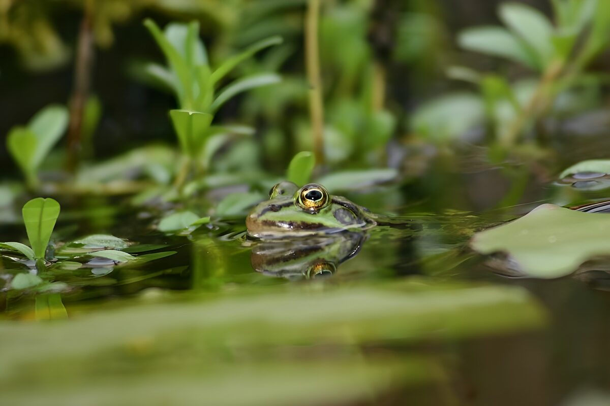 OCCOM7098980: Serene Frog in Reflective Pond