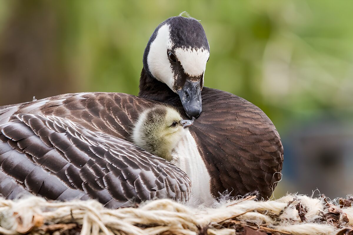Mother Goose and Chick Bonding Moment