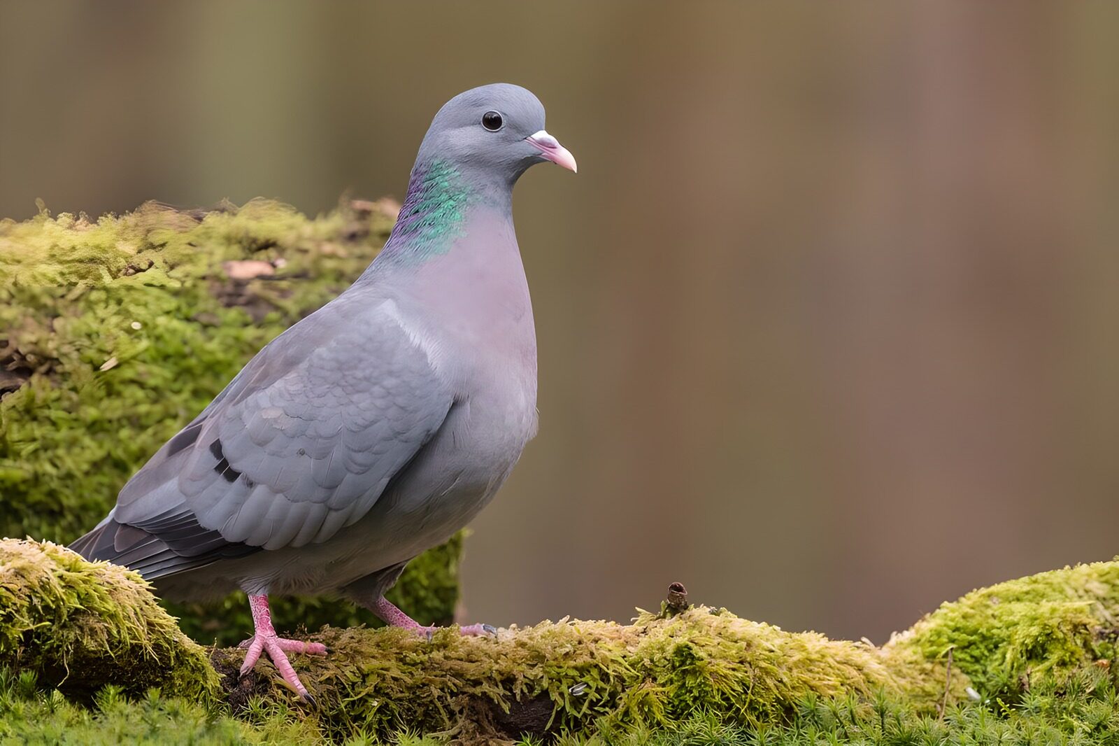 OCCOM5299594: Majestic Wood Pigeon in Natural Habitat