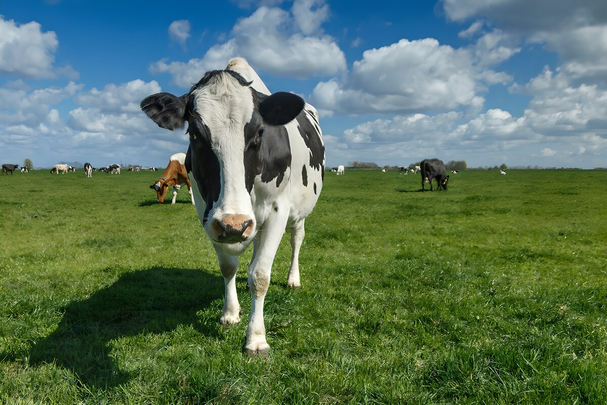 Curious Cow in Green Pastures