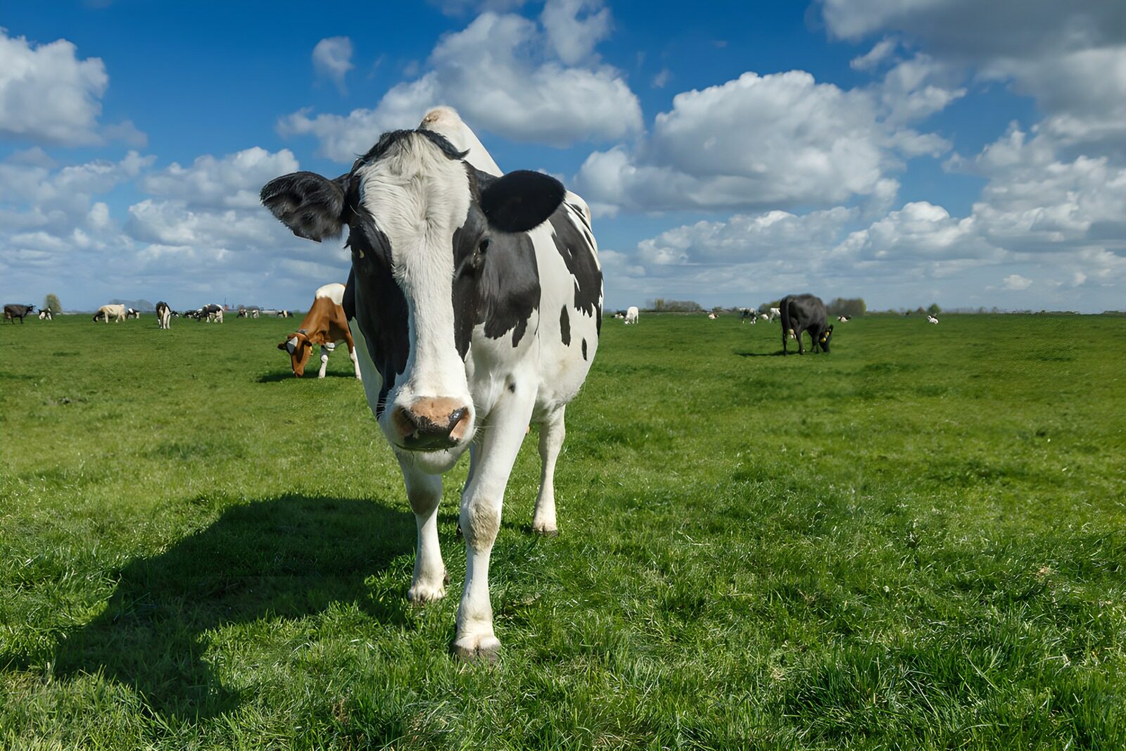 OCCOM1156486: Curious Cow in Green Pastures