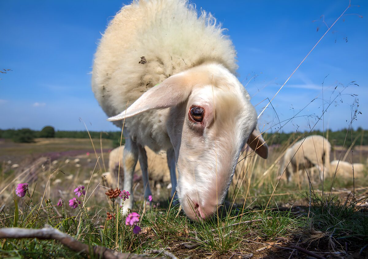 Close-Up of a Grazing Sheep