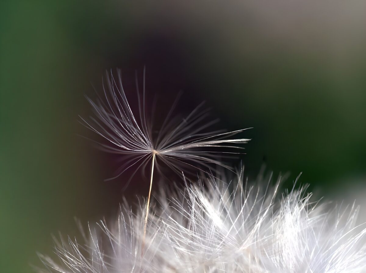 Delicate Dandelion Seed on Display