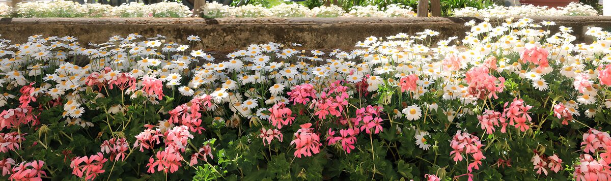 Vibrant Floral Harmony