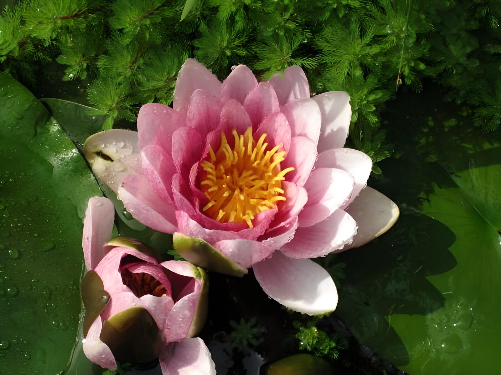 OCCOM4550942: Serene Water Lilies in Bloom