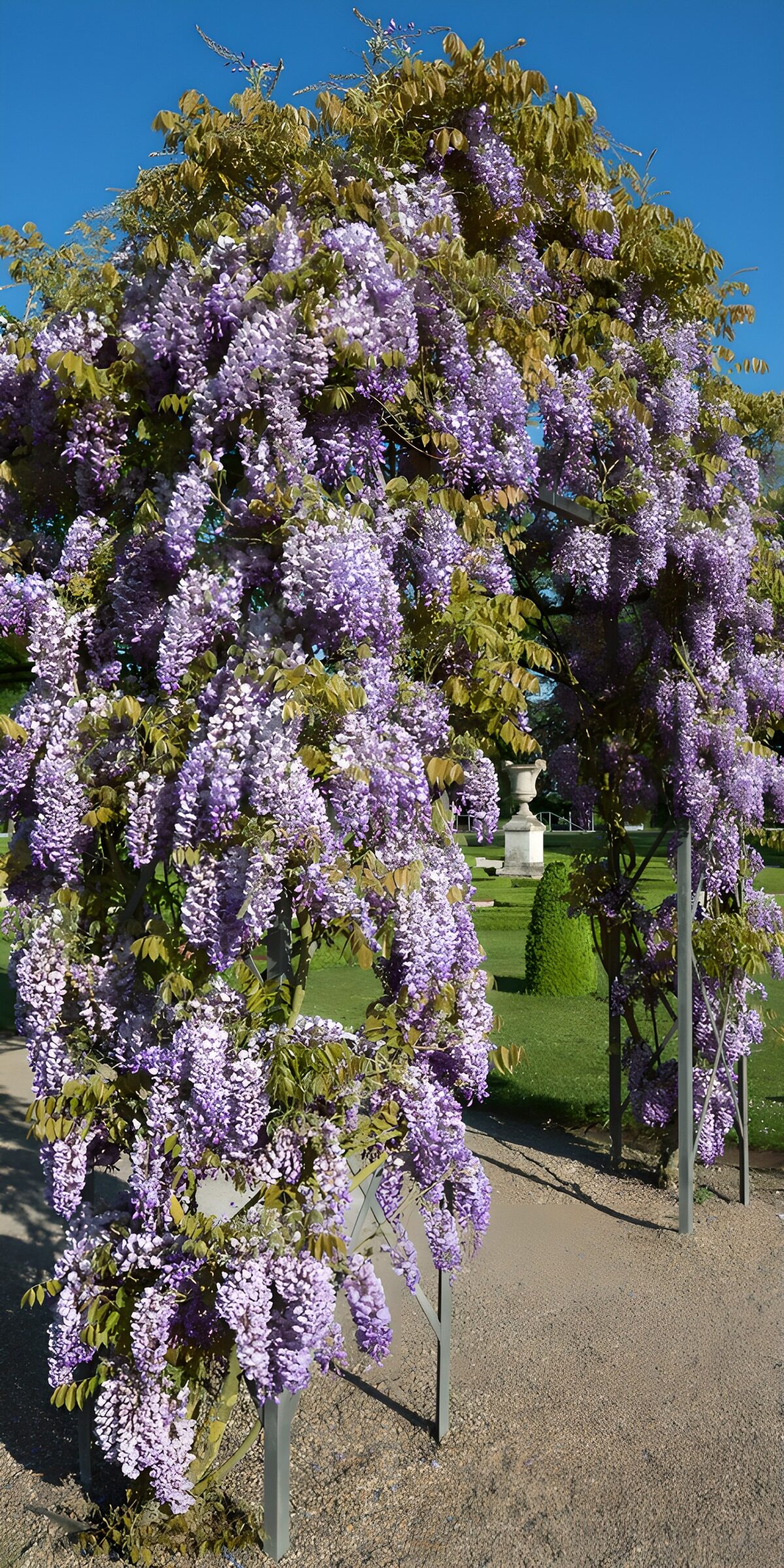 OCCOM6681863: Enchanting Wisteria Blooms