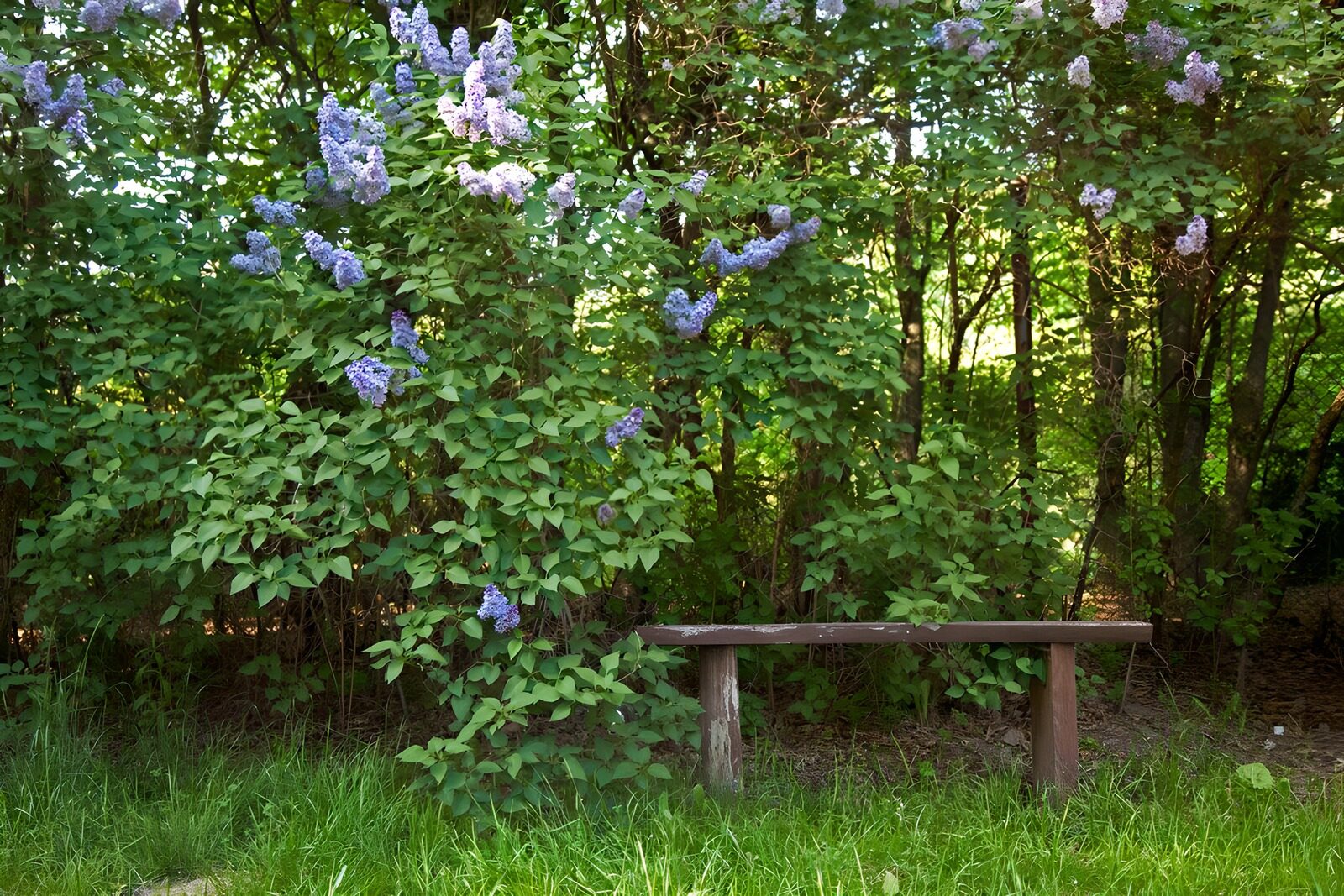 OCCOM4533218: Serene Garden Bench Amidst Lilac Blooms