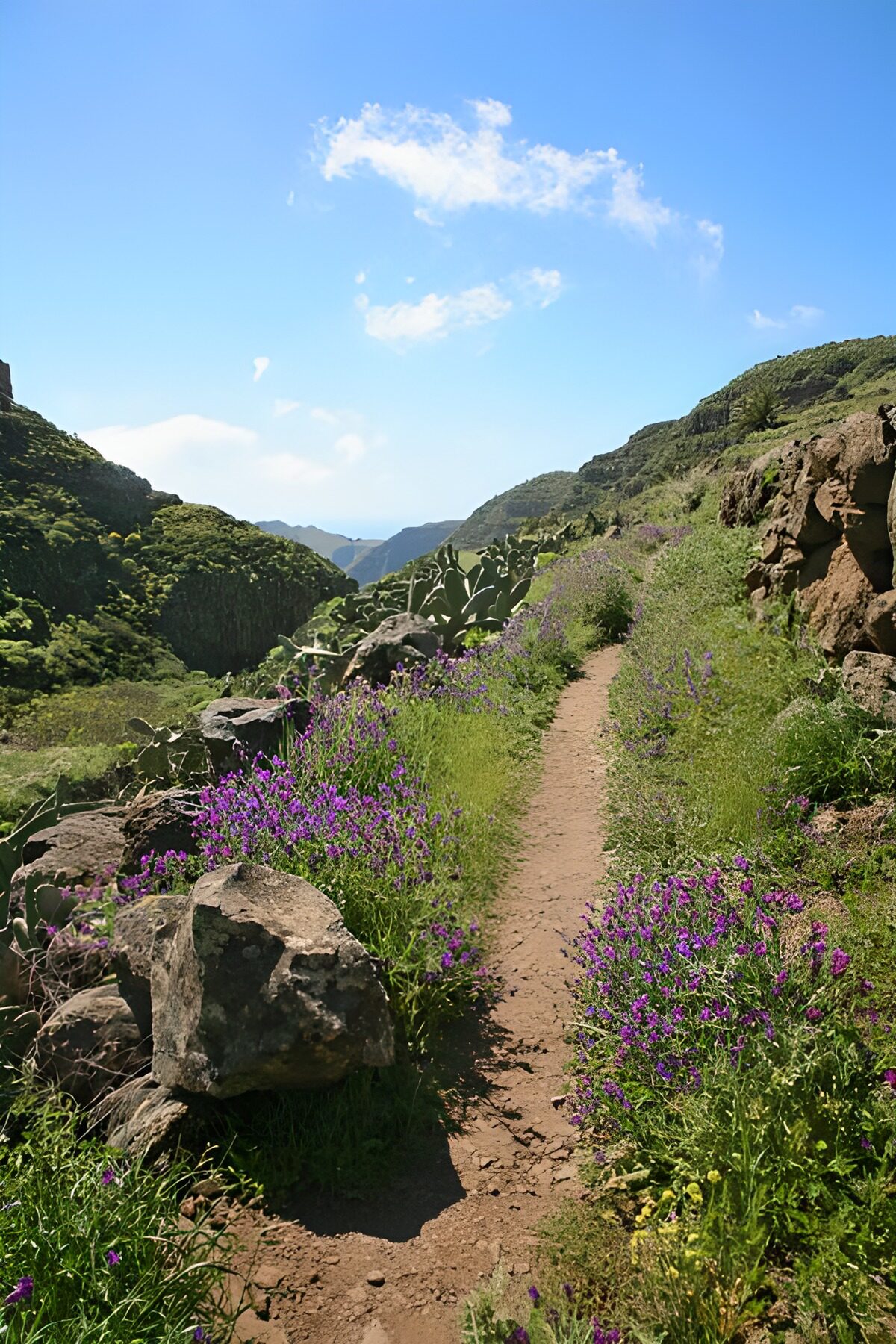 OCCOM9988344: Scenic Mountain Trail with Wildflowers