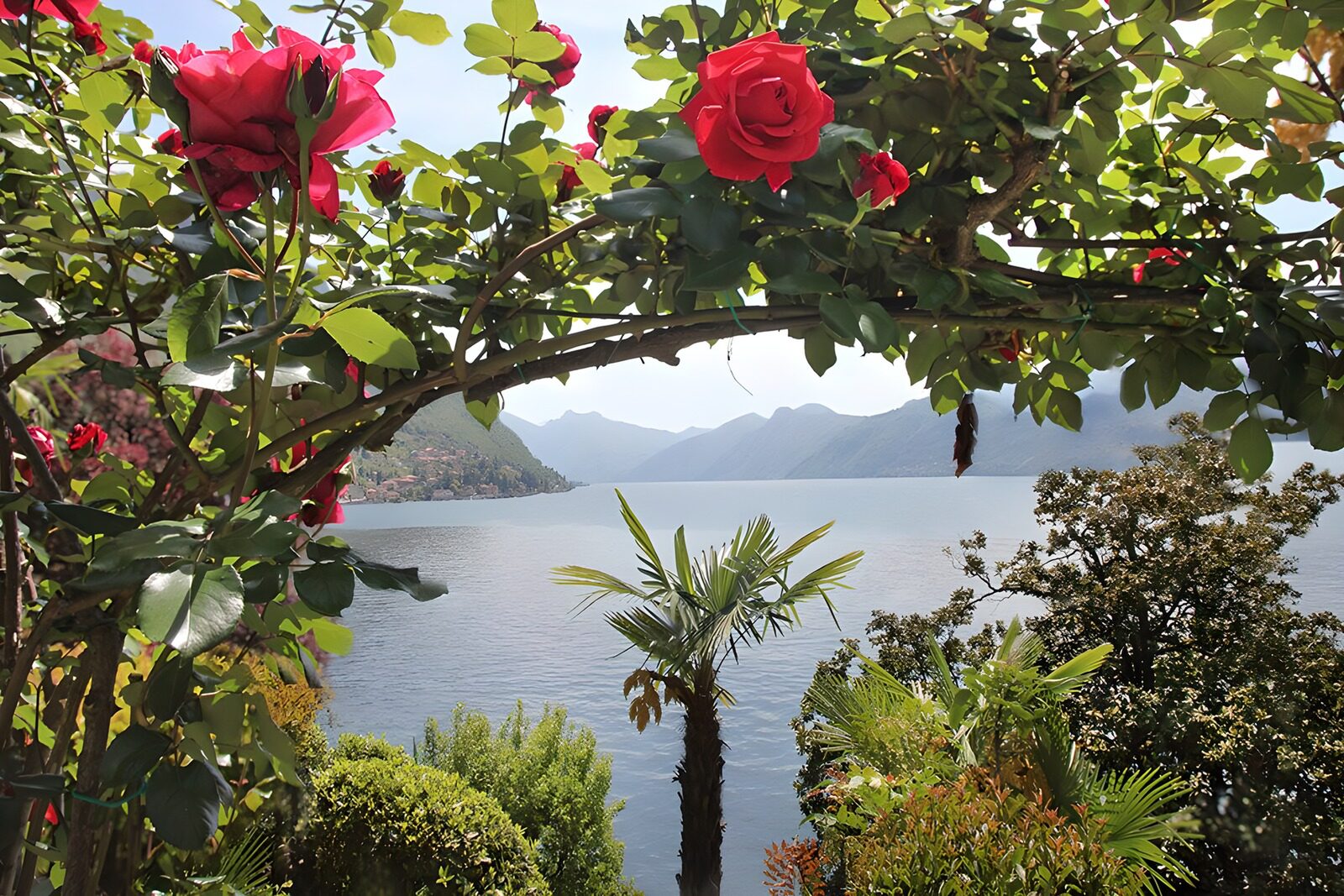 OCCOM4429469: Tranquil Lake View with Roses