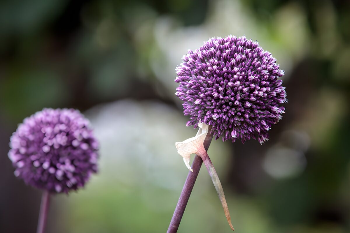 OCCOM4093753: Vibrant Purple Allium Blooms