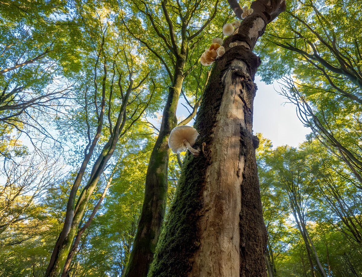 Enchanted Forest Canopy