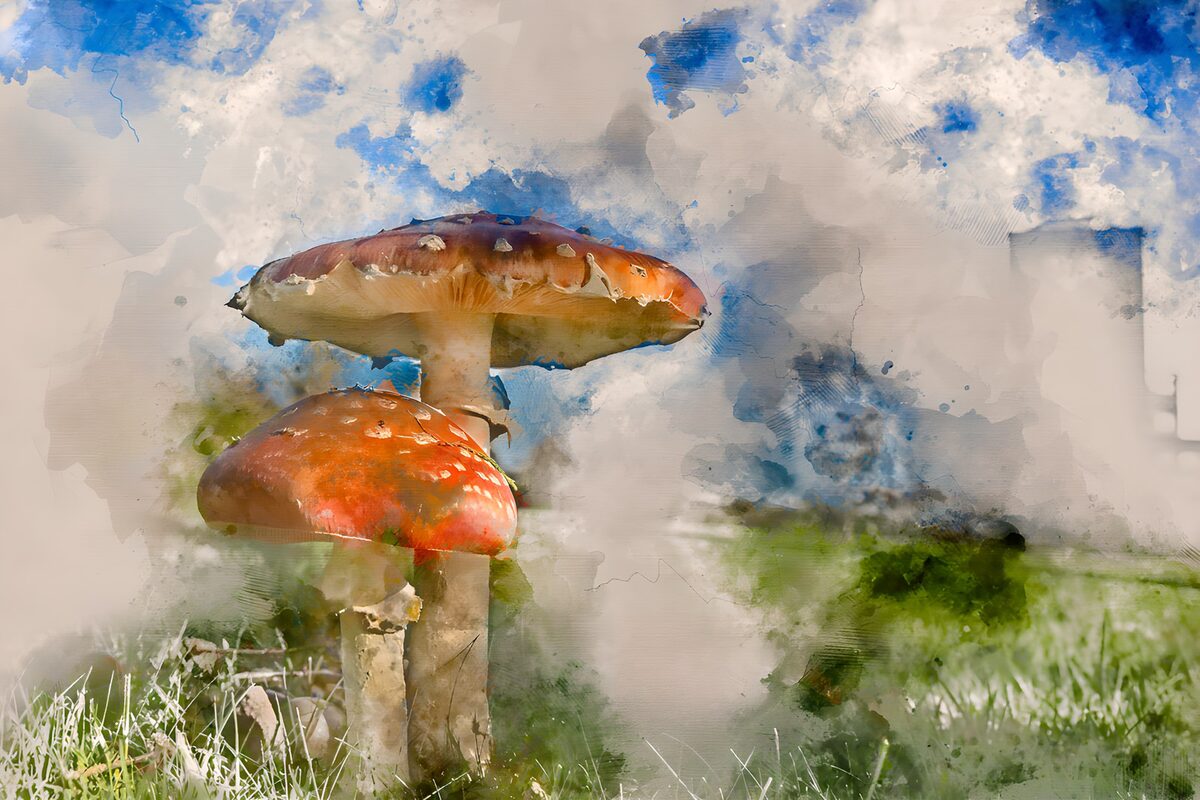 Vibrant Red Mushrooms in Nature