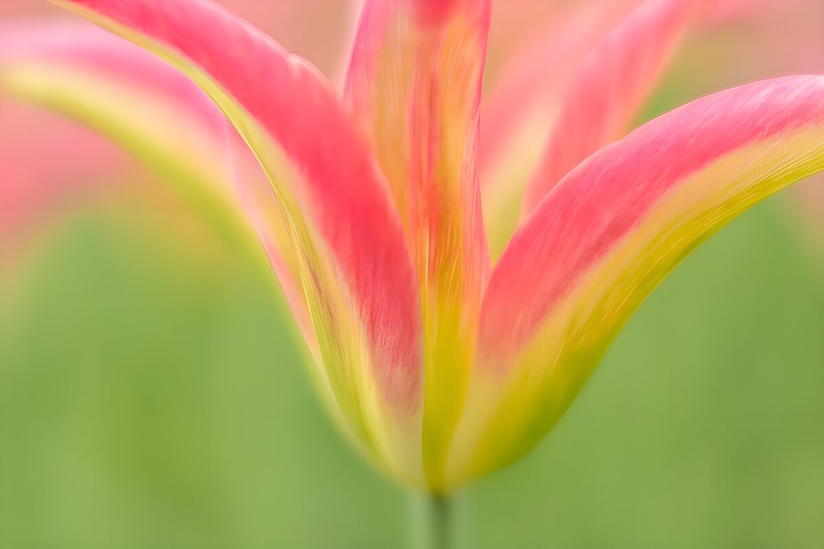 Vibrant Pink and Yellow Flower