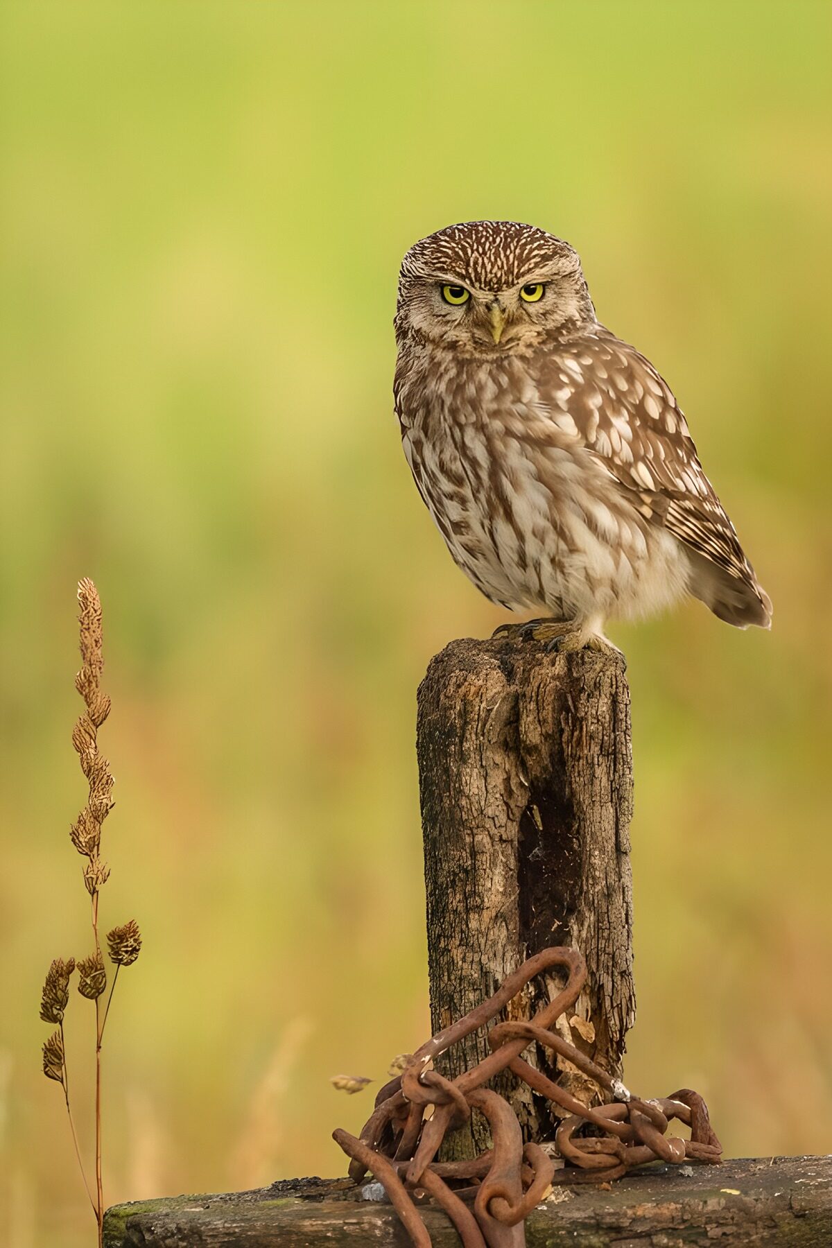 Watchful Little Owl on a Post