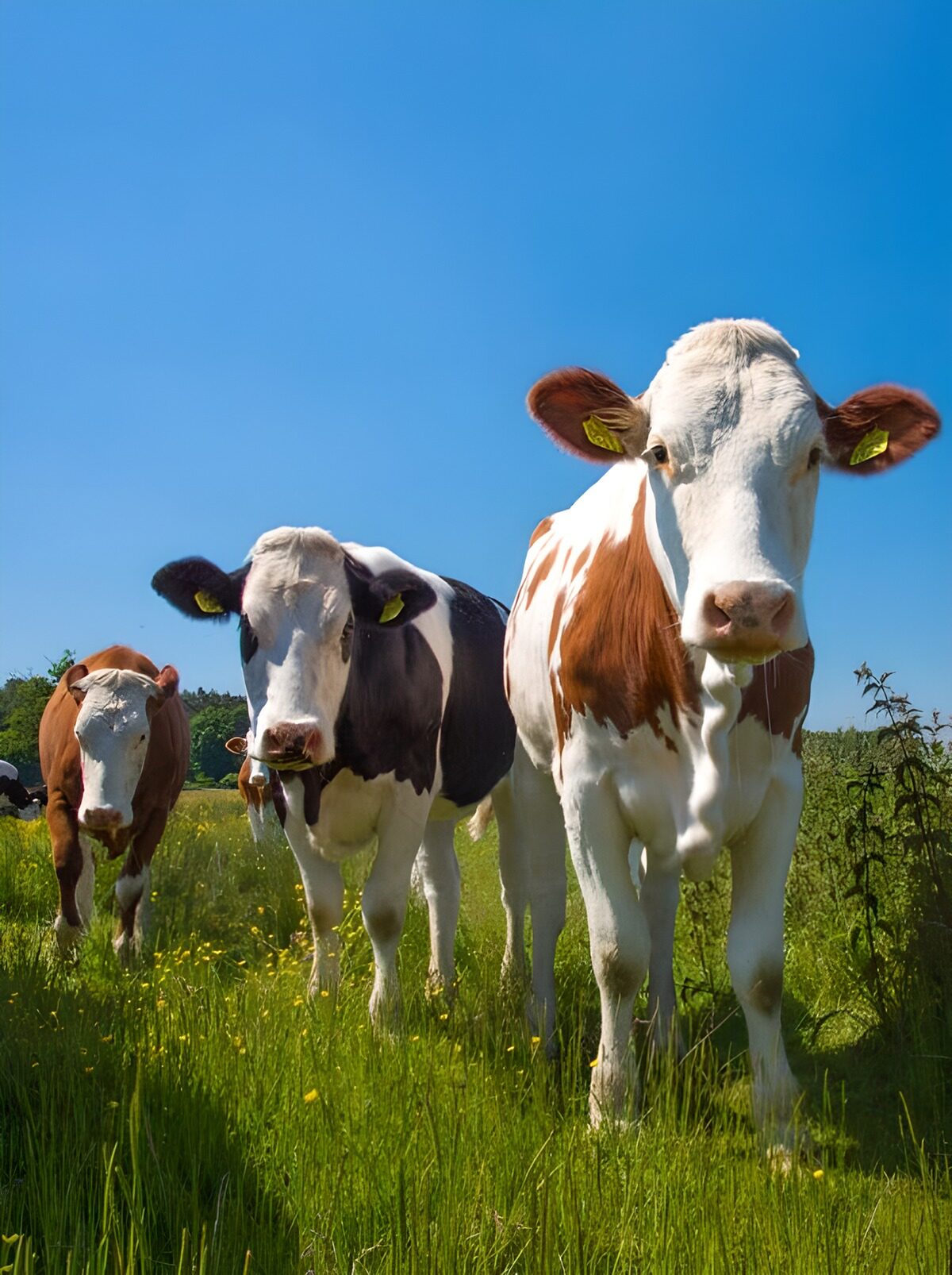 Three Cows in a Sunny Meadow