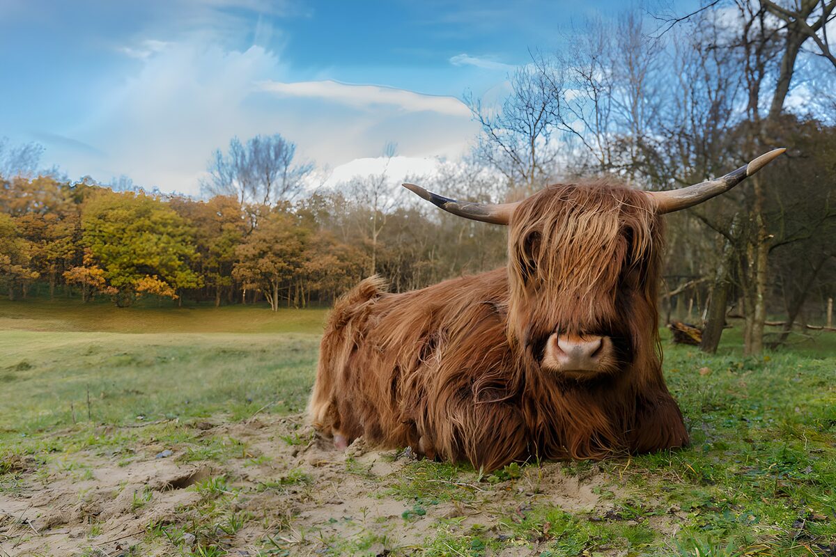 Highland Cattle in a Scenic Landscape
