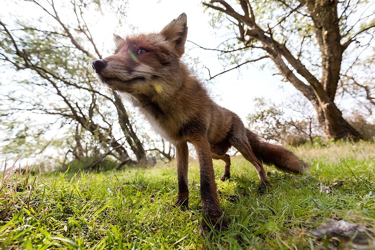 Curious Fox in Natural Habitat