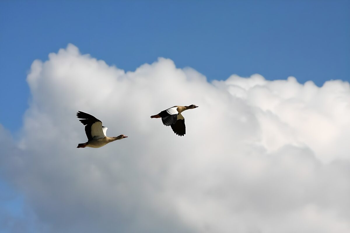Graceful Geese in Flight