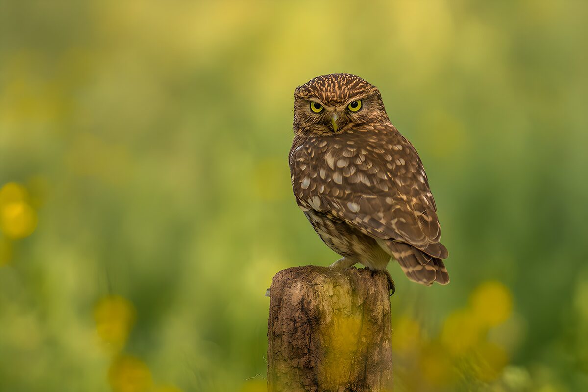 Watchful Little Owl on a Stump