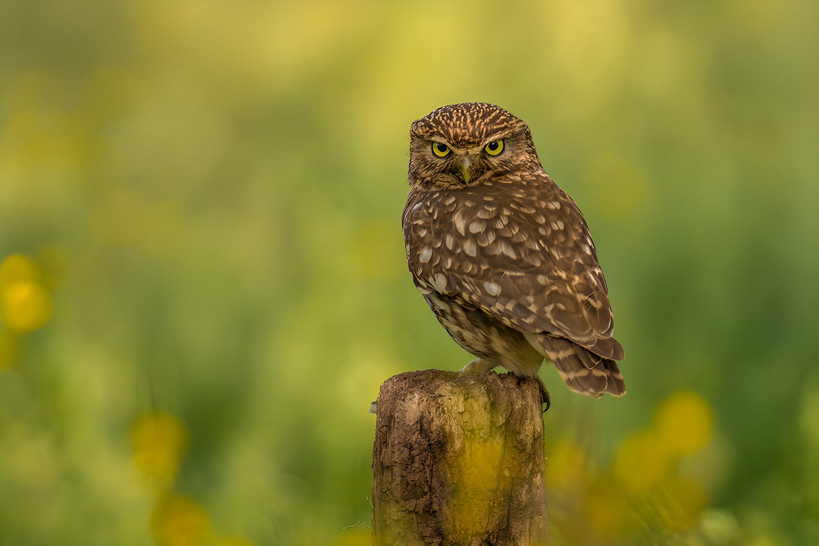 OCCOM2338766: Watchful Little Owl on a Stump