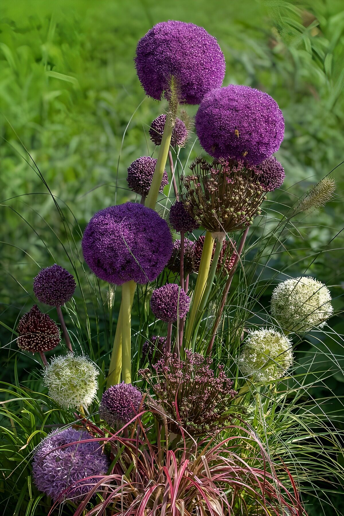 OCCOM4415118: : Vibrant Allium Blooms in Full Glory