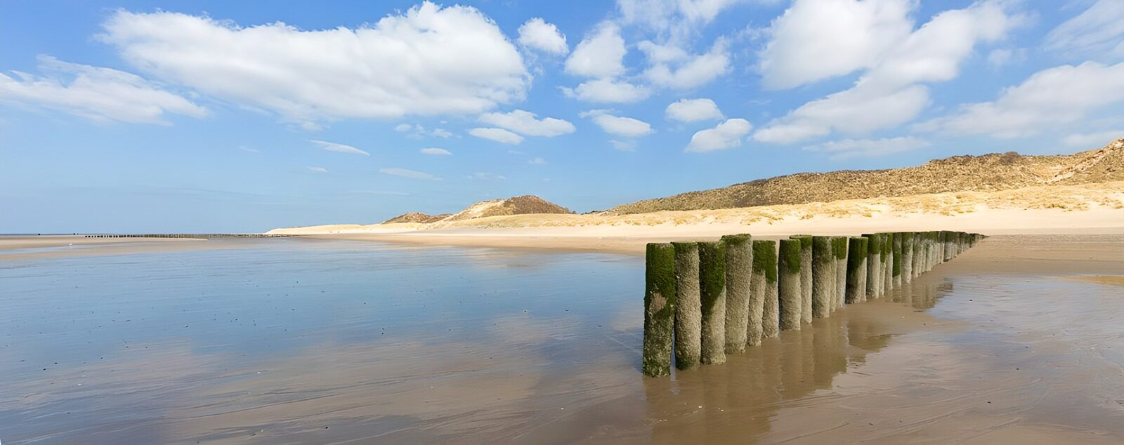 OCCOM9801666: Tranquil Shoreline with Weathered Poles