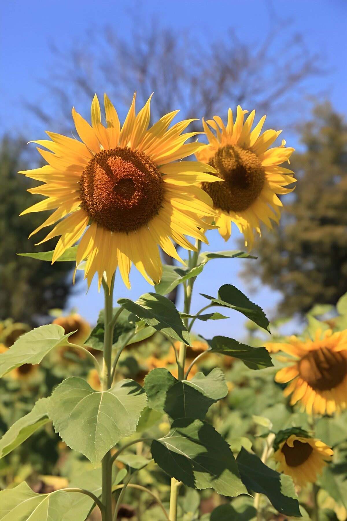 OCCOM5958386: Sunflowers in Full Bloom