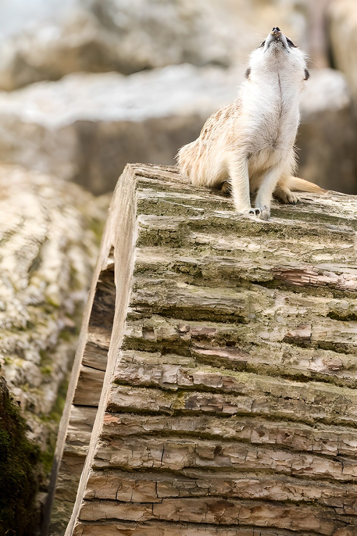 OCCOM4397576: Meerkat Gazing at the Sky