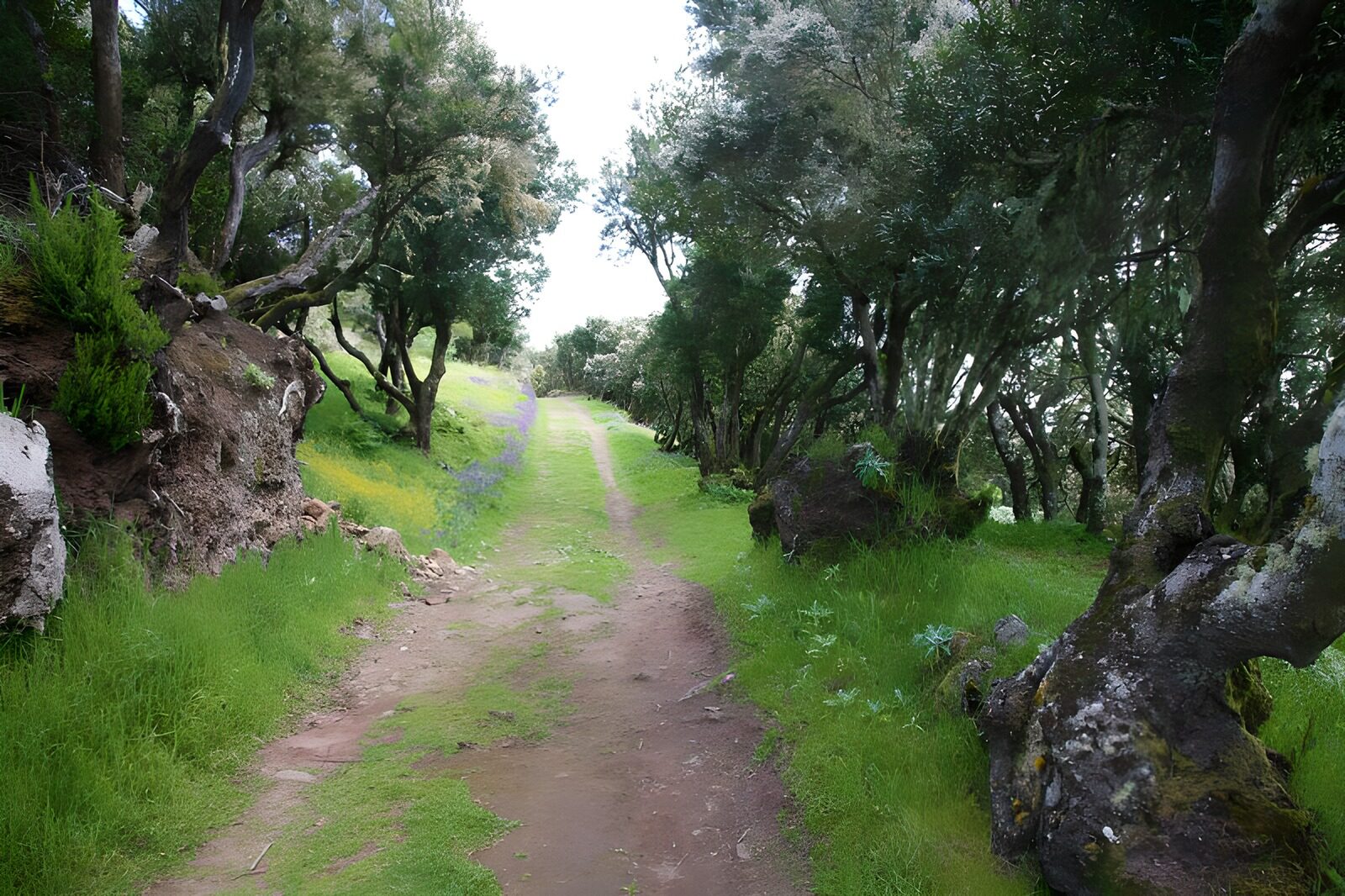OCCOM3399088: Serene Forest Pathway
