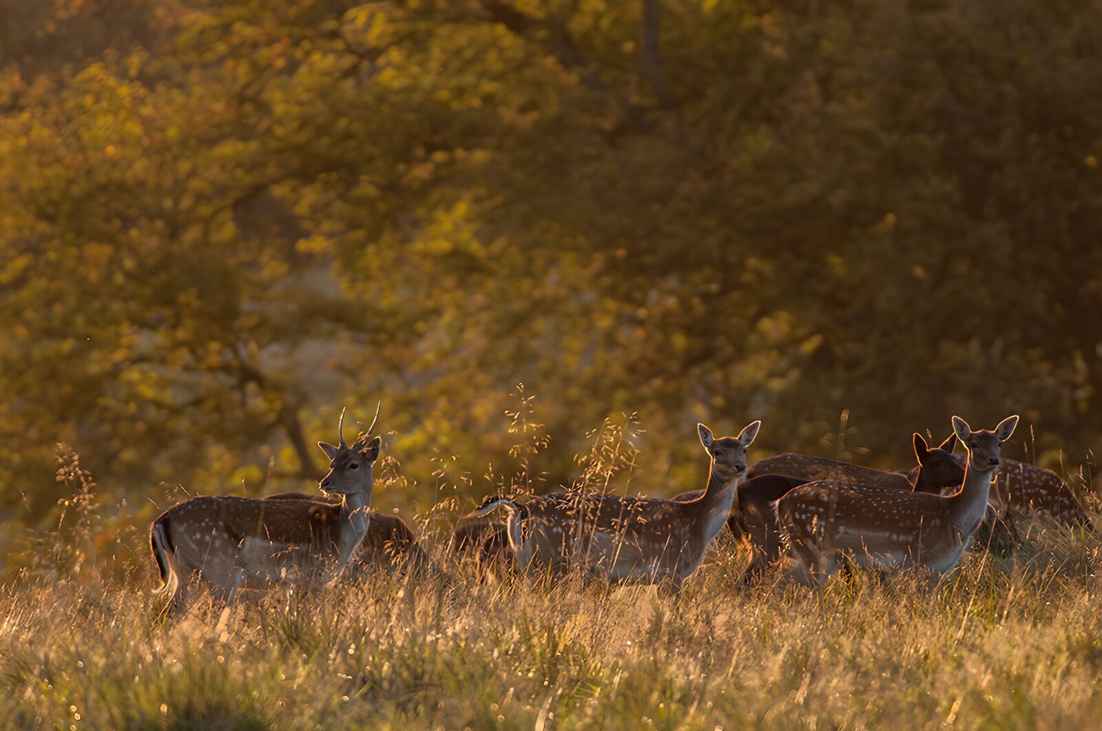 OCCOM5825893: Serene Sunset with Fallow Deer