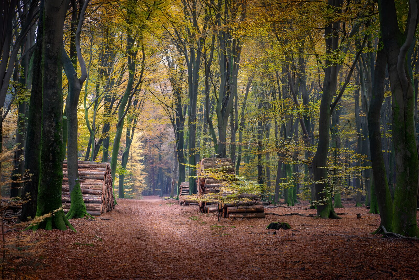 OCCOM1702857: Autumn Pathway through the Forest
