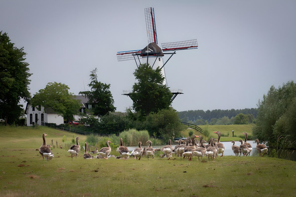 OCCOM8658898: Peaceful Pastures and a Windmill
