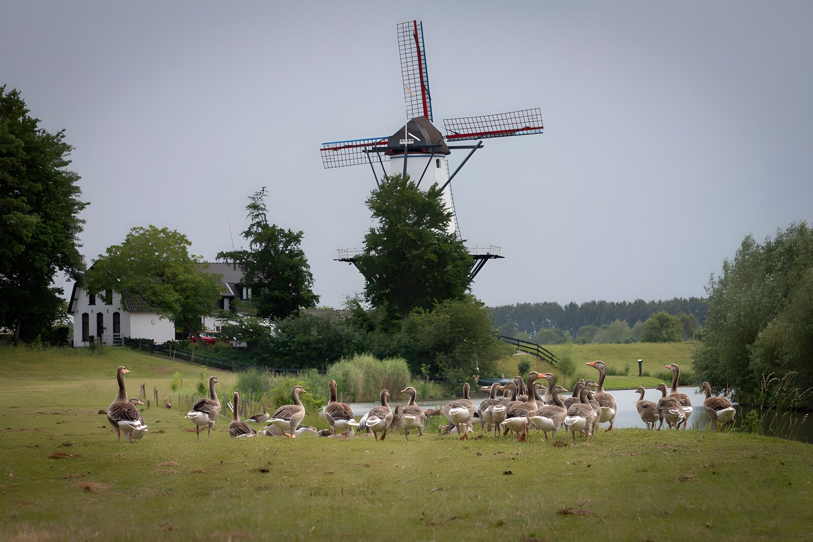 OCCOM8658898: Peaceful Pastures and a Windmill