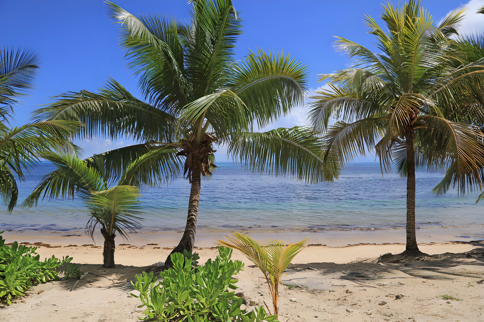 OCCOM2809093: Tropical Serenity by the Shore