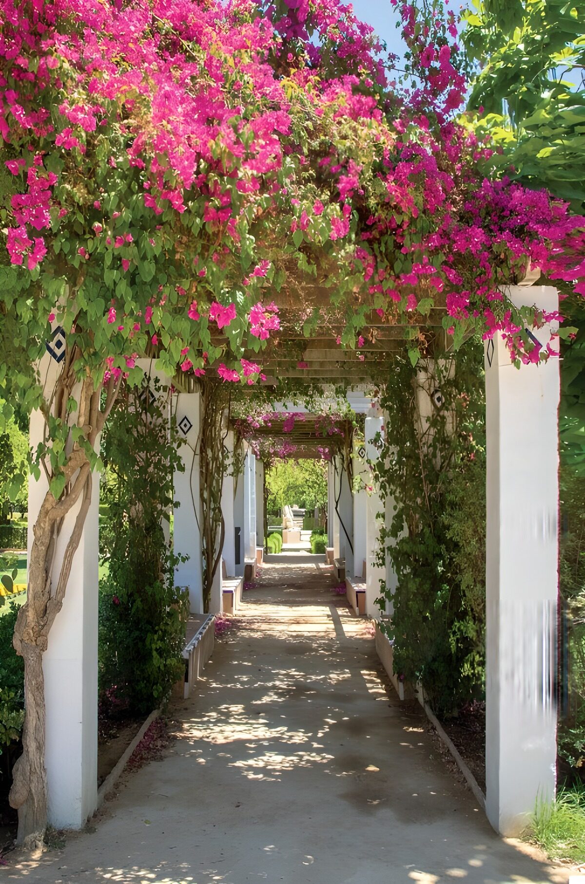Serene Garden Pathway with Bougainvillea