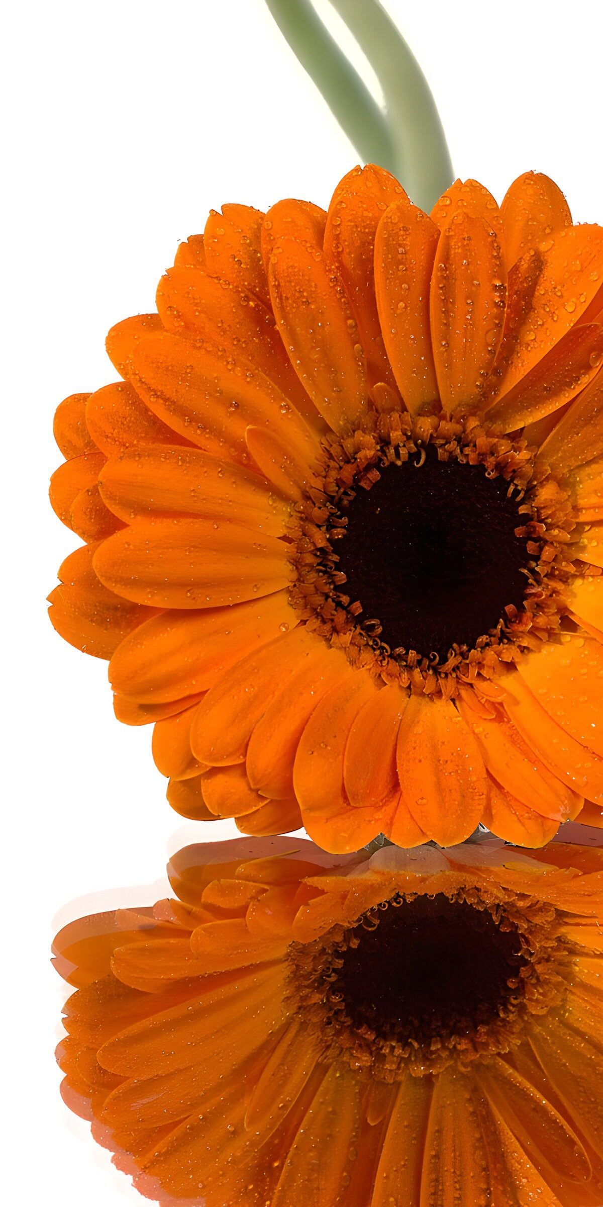 OCCOM9354698: Vibrant Orange Gerbera Daisy