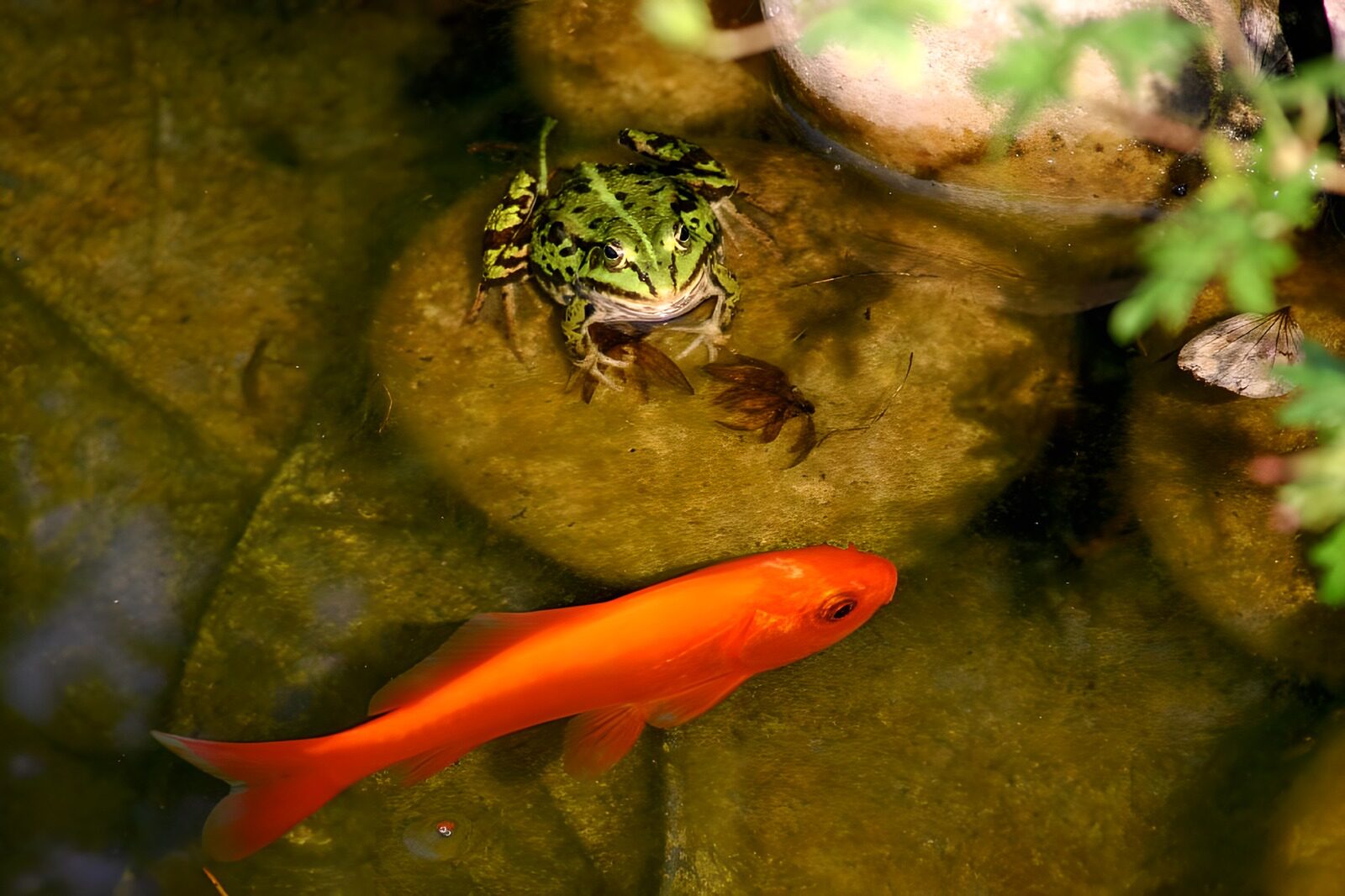 OCCOM6852505: "Frog and Goldfish in Tranquil Waters"