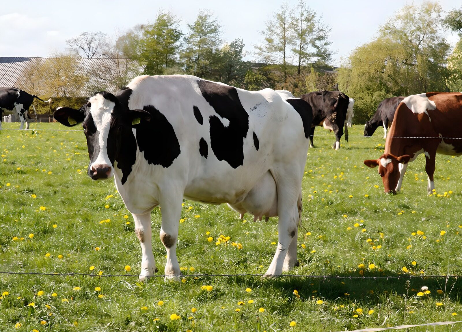 OCCOM7407763: Picturesque Farmyard Cows in Spring