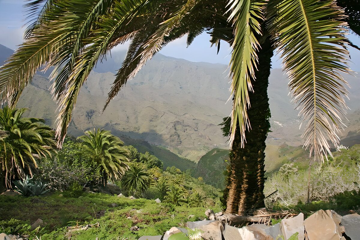 Lush Palm Oasis in Mountain Landscape