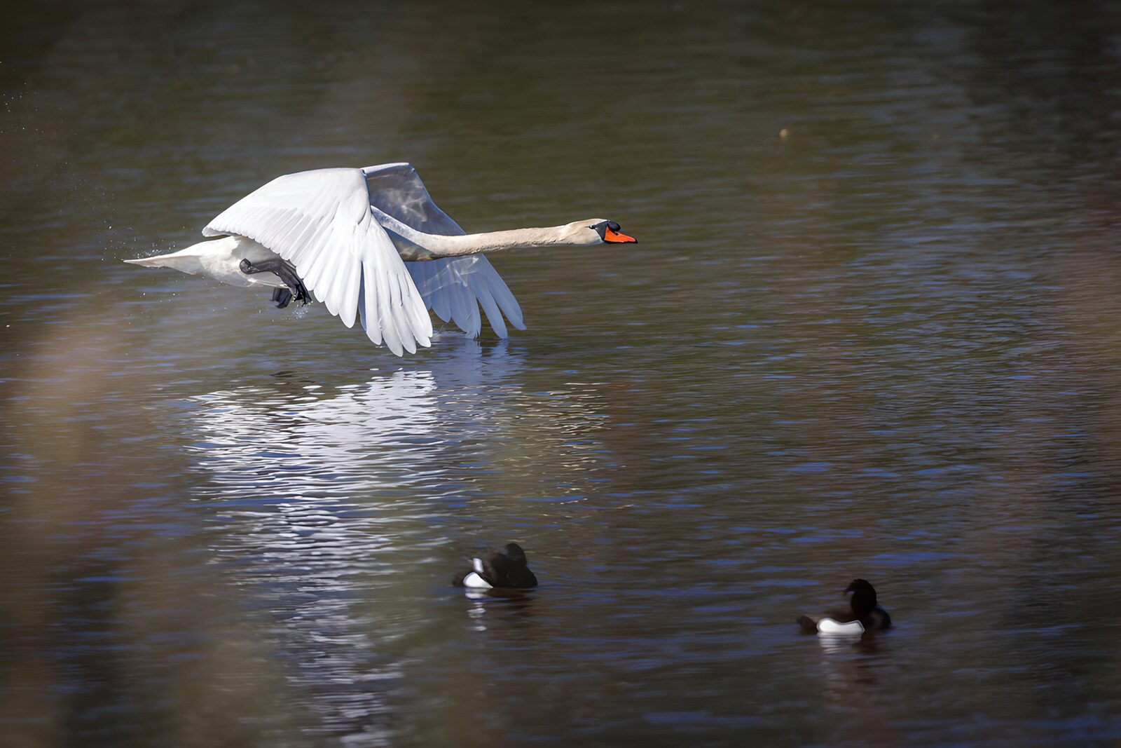 OCCOM6521477: Graceful Swan in Flight