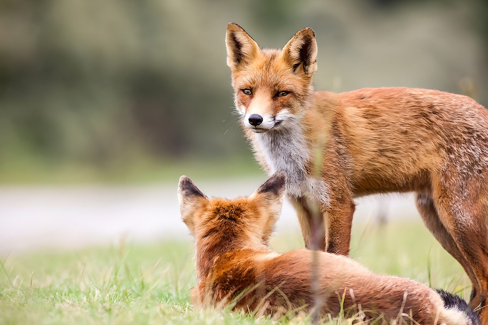 OCCOM5130172: Playful Foxes in Nature