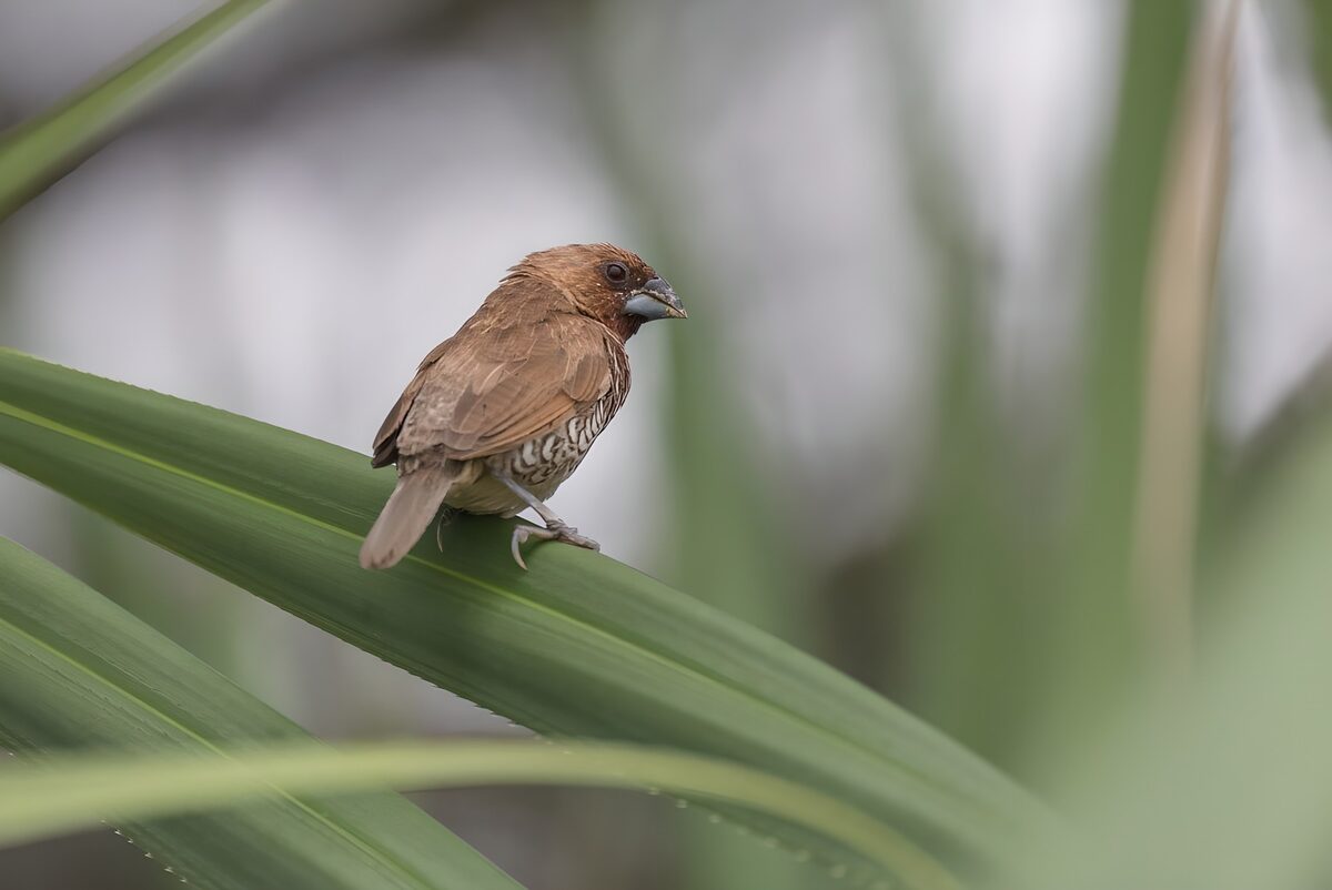 Charming Finch Among Green Leaves