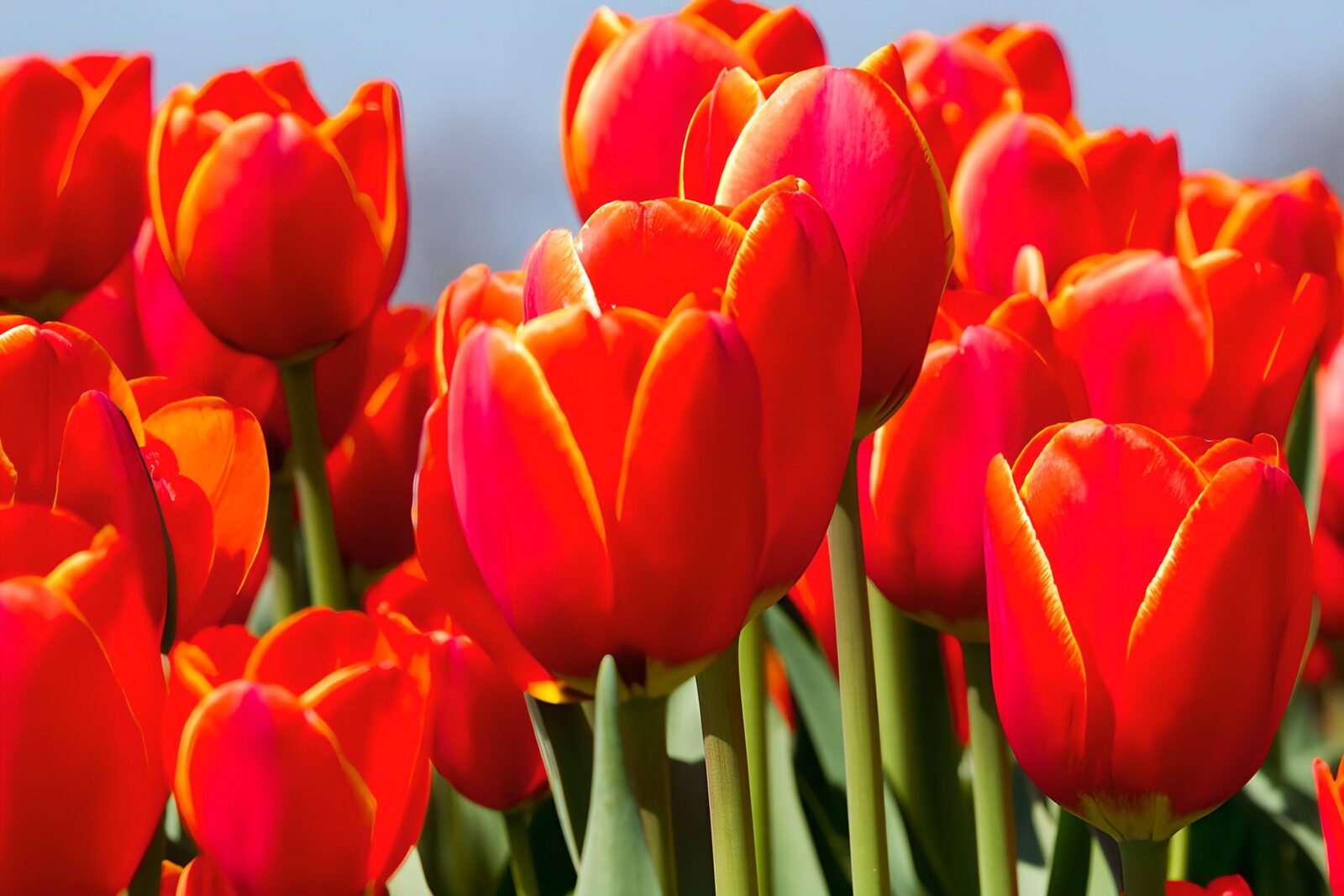 OCCOM6448961: Vibrant Red Tulips in Bloom